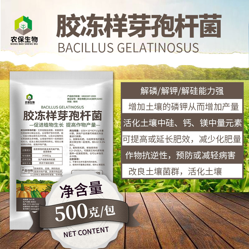 50亿/克胶质芽孢杆菌胶冻样芽孢杆菌解磷解钾原粉生物菌生长