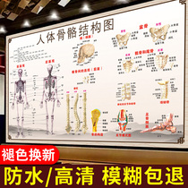 Human bone structure diagram Muscle planing diagram Whole body hospital cultural wall Chinese medicine health Hall decorative painting poster