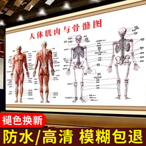 Human skeleton diagram Large Wall diagram Muscle anatomy diagram poster organ visceral structure distribution hole map HD