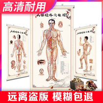 Acupuncture human Meridian acupoint map traditional Chinese medicine health big wall chart physiotherapy moxibustion hole map home body Meridian map
