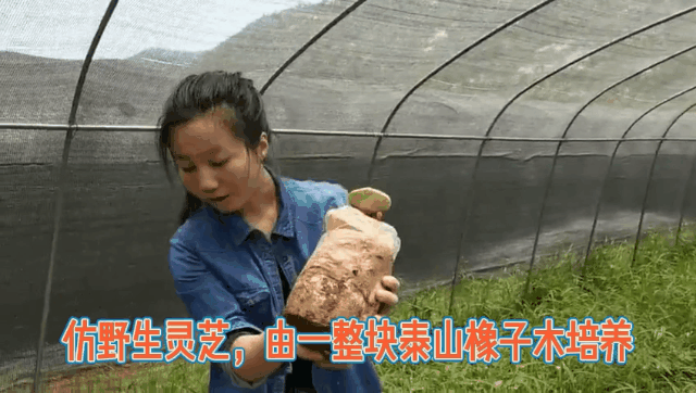 菌棒