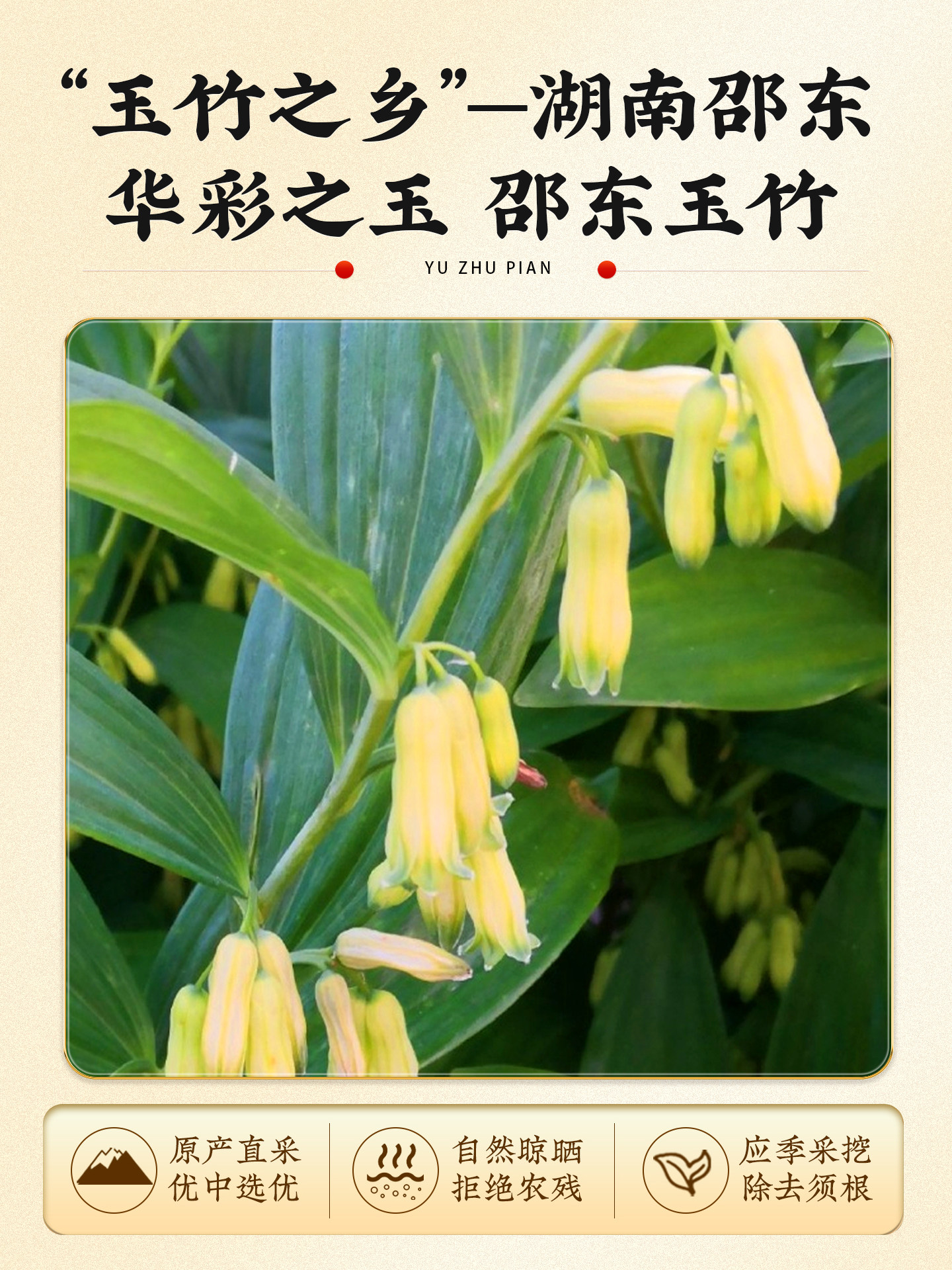 500g of Genuine Chinese Herbal Medicine, Polygonatum Odorifera Slices, from the Official Flagship Store, Wild Xiang Polygonatum Odorifera, Dried Asparagine, and Ophiopogon Japonicus for Soup and Infusion