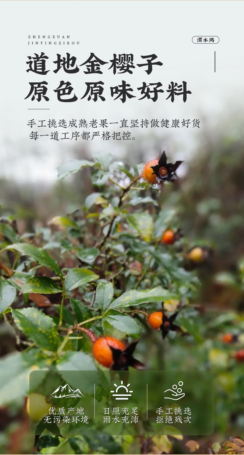 Dried Cherokee Rose Fruit Jin Ying Zi 金樱子 Tea Wine Soup Herb Wild Harvested 1500g Jar key features