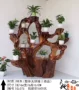 Root khắc khung phòng khách gỗ rắn nghệ thuật tự nhiên gốc cây trong nhà bonsai nhiều lớp long não gỗ trang trí sàn kệ - Các món ăn khao khát gốc gia ban ghe goc cay