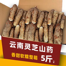 Authentic Fresh Soft glutinous Yunnan Lucid Chinese Yam Large Root Non-Huai Mountain Small White Mouth Iron Stick Yam Purple Scale Sesame Yam