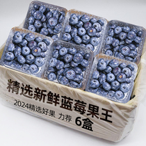 2024 Selected Blueberries Fresh Seasonal Fruits Blue Plum Fresh Fruits Whole Boxes of Sweet Blueberries Seasonal Picking Large Fruits Quick Delivery