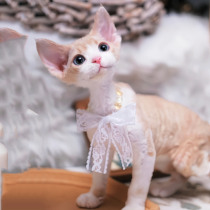 German curly kitten pure white black and white open face different pupils mandarin duck eyes purebred non-shedding pet cat