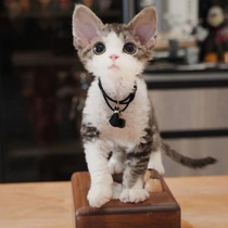 German curly kittens purebred clingy non-shedding open-faced pure white with different pupils competition grade high IQ live pets