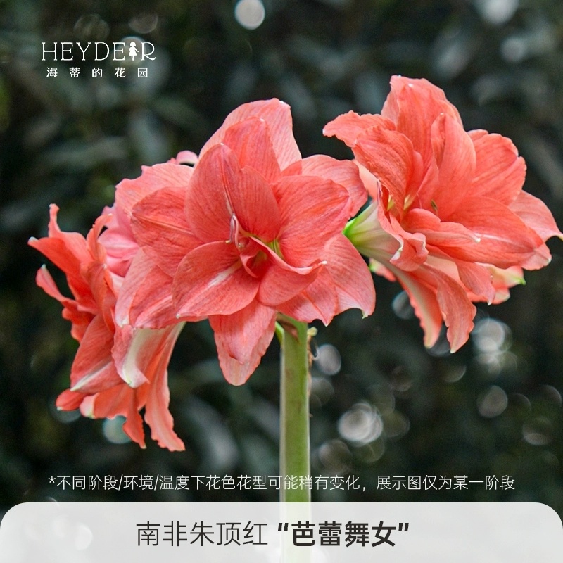 海蒂的花园旗舰店朱顶红种球重瓣阿弗雷进口开花球花卉植物室内花