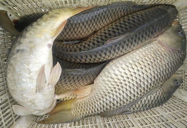 钓鱼大师分享鱼饵配方,搭配简单成本低