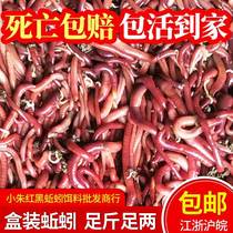 Fresh red earthworm 1 catties 5 catties live bait fishing bulk boxed live crucian carp bait seedling release lure