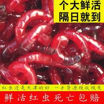 Red worm live bait fresh Tianjin extra large small male worm live worm pull bait fishing crucian carp bait wild fishing bait