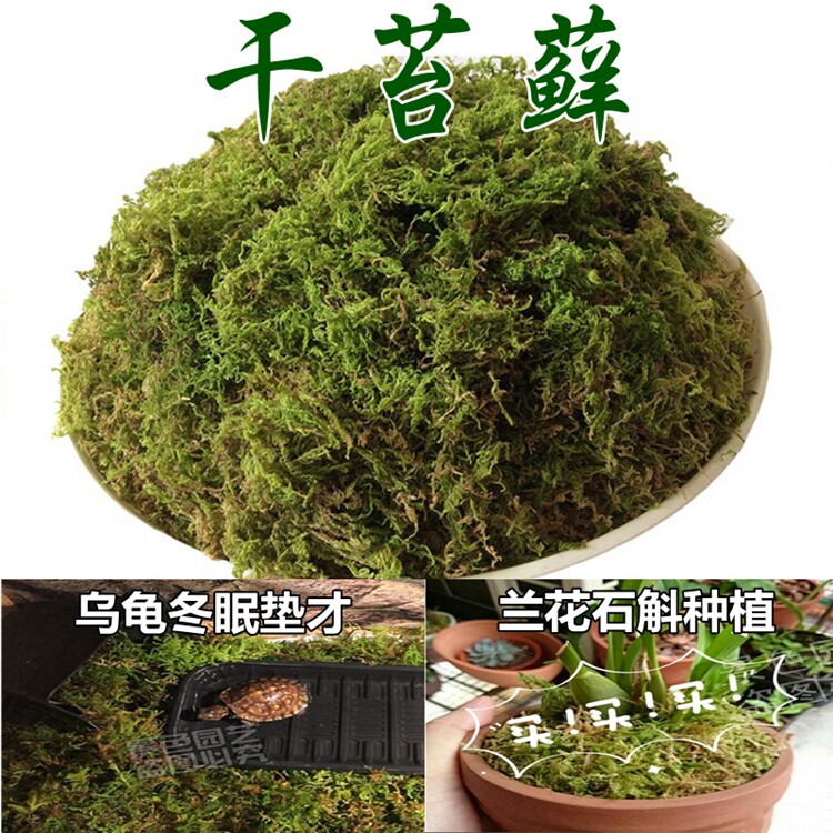 Dry Bolting Water Tundra Tuccine Turtle Packing Transport Hibernating Cushion Only Orchid Dendrobium Planting Grafting Material