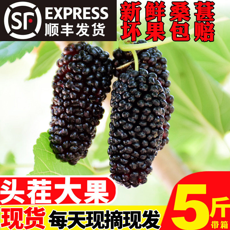 Fresh mulberries Fresh mulberries Fresh mulberries Pregnant women fruits Mulberry wine enzyme SF with box 5 pounds of large fruits