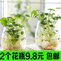 Minimalist creative glass vase transparent water Cultivation Copper Money Grass Flowers Basin Colored Wind Letdown Raised Green Ole Glass Bottle