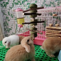 Rabbit Grinding Grass Cake Ping Fruit Branches Rabbit Snack Factory Price Direct Sale