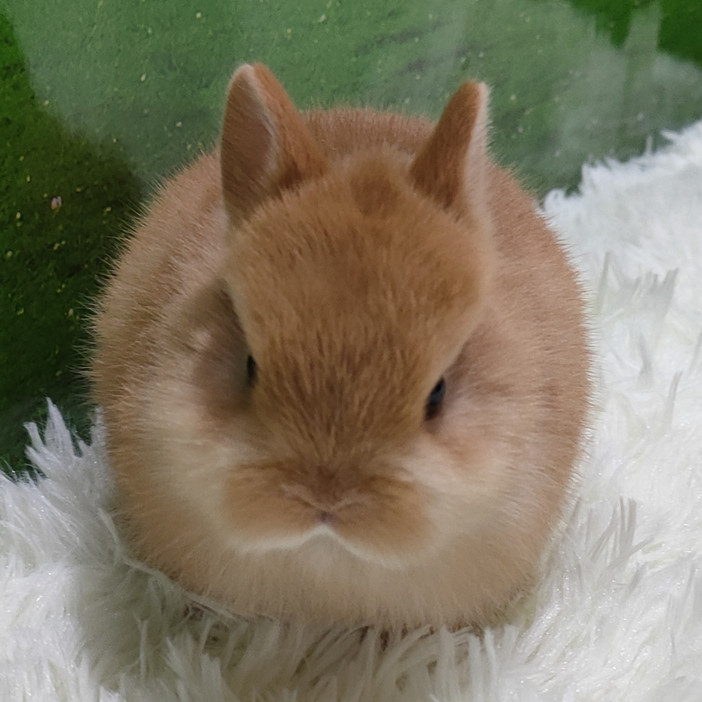 Package live imported pedigy yellow white dwarf pure seed Big bag Face Small Size Pet Living Hefei Rabbit Factory Direct
