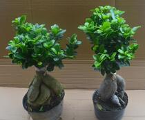 Rongshu bonsai Small banyan tree view stump Indoor living room woody plant bedroom purifying air four seasons evergreen basin