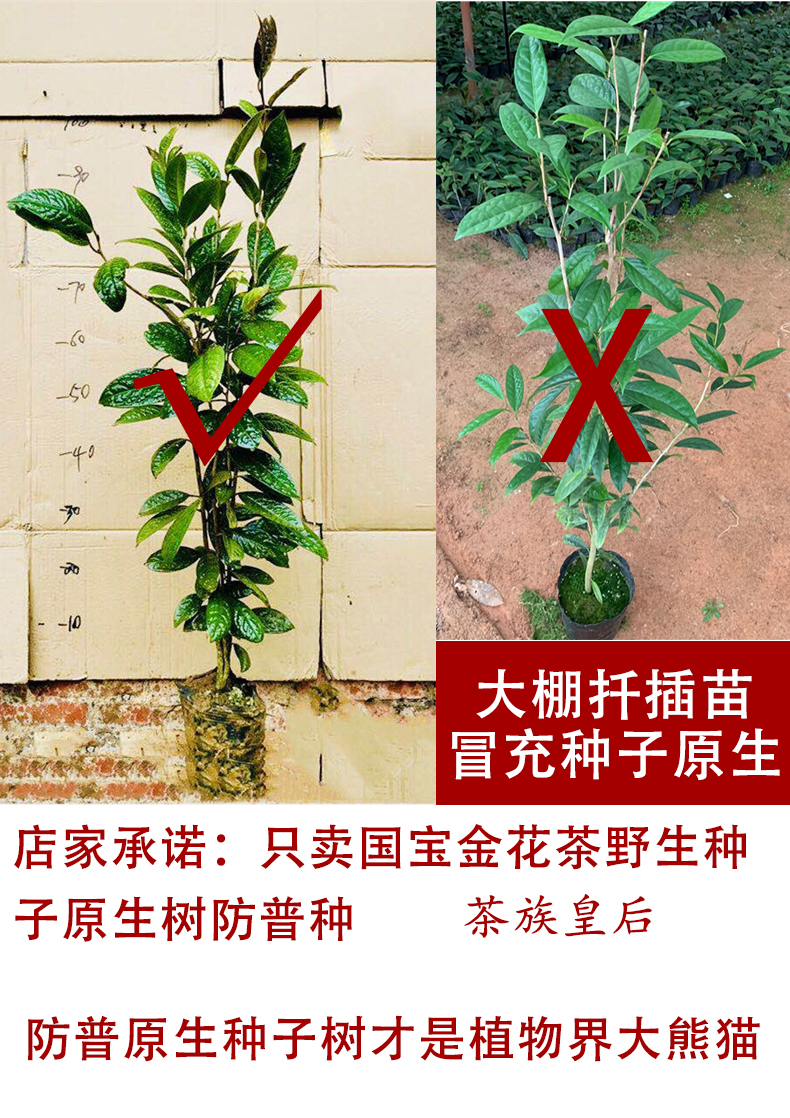 Hundreds of the general kind of gold mountain tea tree farmers self - marketing super gold scented tea tree seedlings and potted the plants