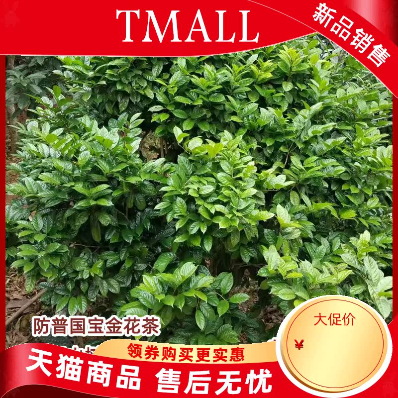 Hundreds of the general kind of gold mountain tea tree farmers self - marketing super gold scented tea tree seedlings and potted the plants