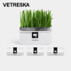 Uncarded soilless cat grass wheat seeds potted cat grass seeds hydroponic planting lazy cat grass box hairy cat snacks