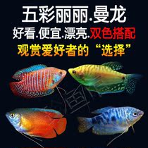 Colorful Lili live ornamental fish golden dragon fish blood red fish fresh water small tropical fish good to raise