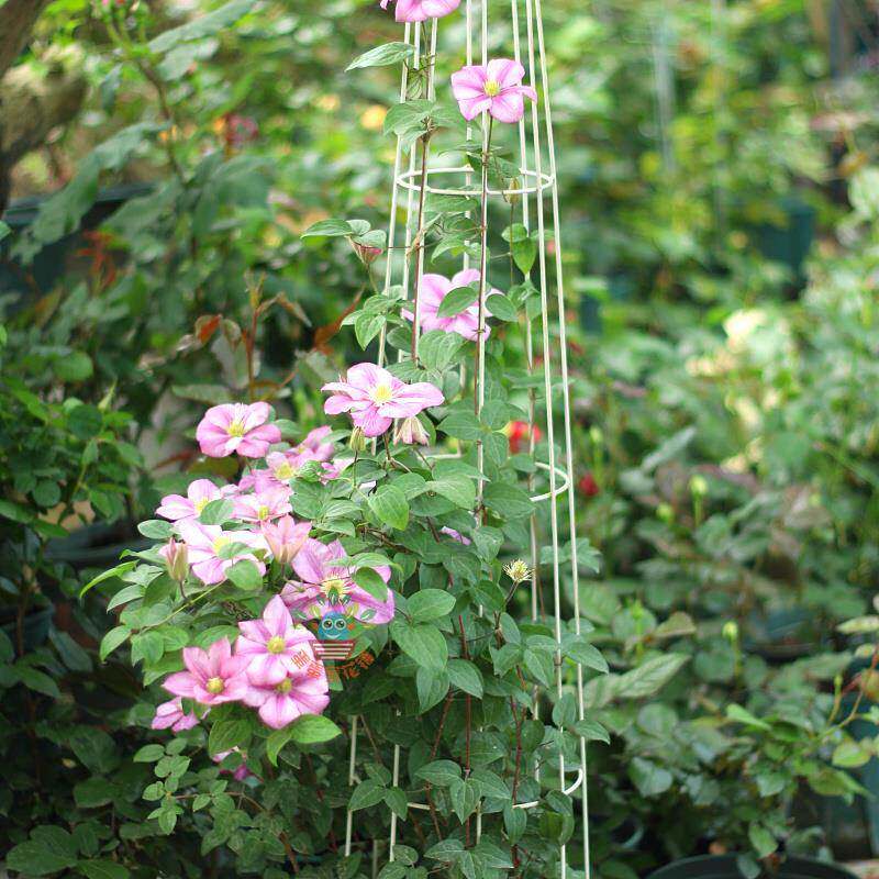 Bird climbing vine frame rose clematis frame birdcage balcony potted plant frame flower pot frame bonsai garden hanging bracket - Taobao