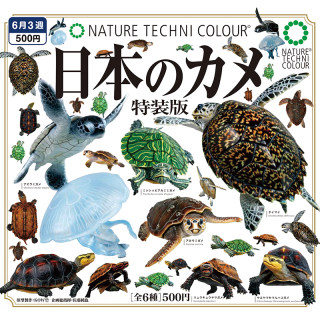 Japanese genuine IKIMON turtle special edition