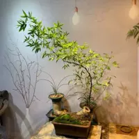 Бутик середина файлов (с горшками с почвой с почками)