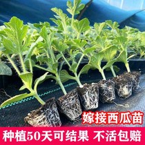 嫁接西瓜苗8424超甜冰糖麒麟西瓜种懒汉瓜美都南方盆栽蔬菜2K秧苗