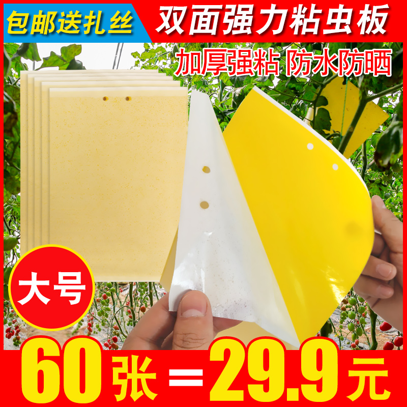 Yellow board double-sided armyworm board insect board paper sticker small flying insect stain fruit fly sticky board orchard special vegetable greenhouse