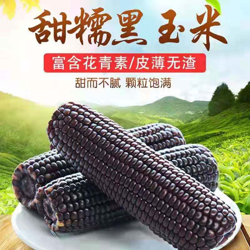Black glutinous corn Fresh sweet corn 10 ready-to-eat vacuum packaging 2000g gift box Anhui Huaibei specialty