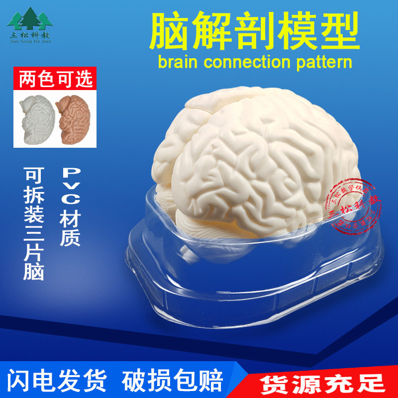 脑解剖模型 自然大可拆卸3部件 人体大脑干结构半球 教学展示模型