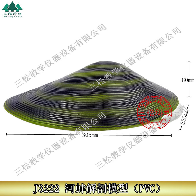 J3222河蚌解剖模型初高中生物科教仪器医学研究教学演示