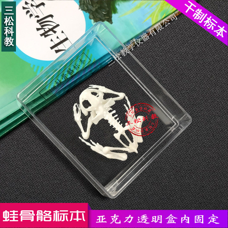 蛙骨骼标本 两栖类动物骨骼 中学小学生物教材教学演示 社区科普