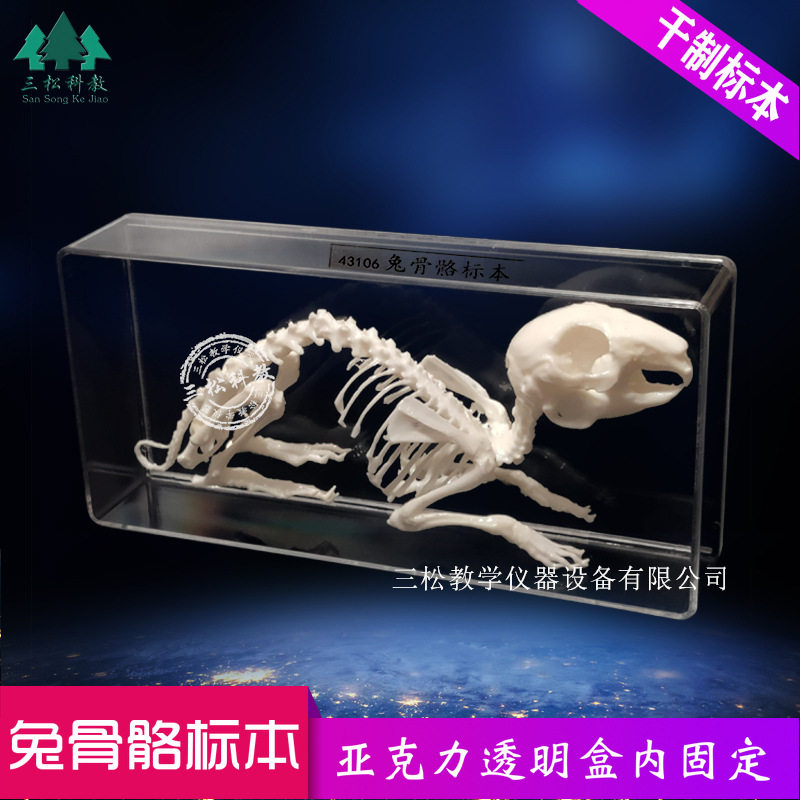 兔骨架兔骨骼标本 教学展厅科研农业展馆解剖研究 兔真骨拼接模型