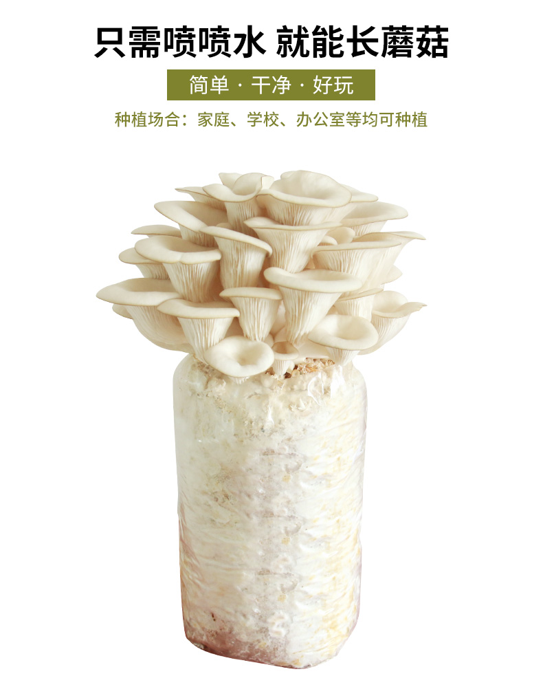 喷水长蘑菇 家庭种植菌包 3斤 图1