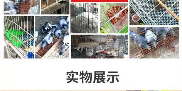 Thức ăn cho chim canxi cát cát đua chim bồ câu cung cấp cát chất lượng dinh dưỡng chim bồ câu cát sức khỏe cát đỏ vẹt cát - Chim & Chăm sóc chim Supplies siêu thị lồng chim