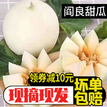 Shaanxi Yanliang cantaloupe pregnant woman fruit crispy melon melon 10 kg fresh seasonal melon Yuru small melon