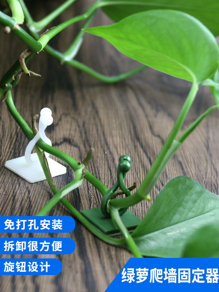 Golden Ge fixer Plant wall clip buckle Green plant wall wall clip Climbing wall sticker Climbing vine climbing artifact hook