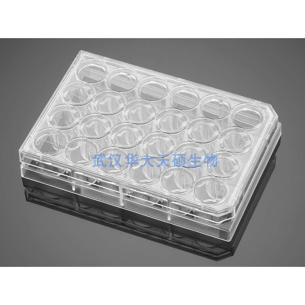 BD Biocoat 354480细胞侵袭小室 基质胶包被 BD Biocoat 354480
