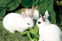 2023-1 Extreme Film for the Year of Guimao Extreme Film for the Year of the Rabbit Postcard Figure 8