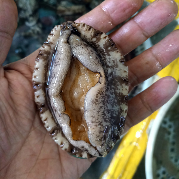 农倍鲜 新鲜活鲍鱼 15头约500g 天猫优惠券折后￥64.8包邮（￥79.8-15）