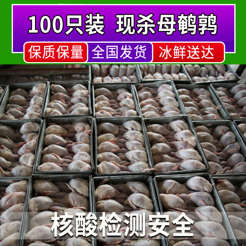 100 only big mother quail fresh quail meat frozen white bar barbecue raw bone meat now kill the whole country