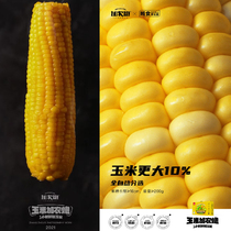 Cannon yellow sweet glutinous corn fresh vacuum Inner Mongolia Bayannaoer one cannon yellow dust non-genetically modified