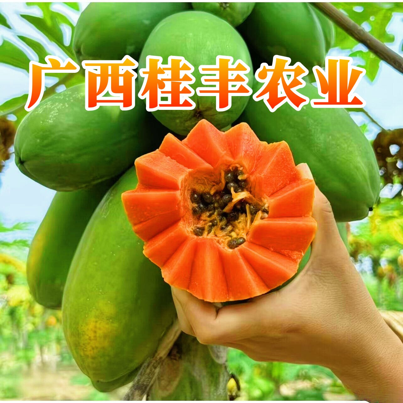 广西桂丰农业
