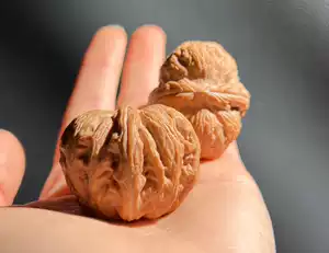 【東京文玩育成】文玩核桃 原樹吸血鬼官帽 32x31x43mm 文玩核桃 原树吸血鬼官帽 32mm 東京文玩育成】文玩核桃