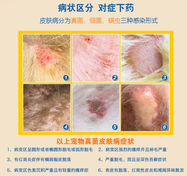 Bệnh da chó nhiễm nấm 100 thú cưng thú cưng thuốc thú cưng mèo 癣 mèo 藓 terbinafine phun - Cat / Dog Medical Supplies 	bộ kim tiêm thú y