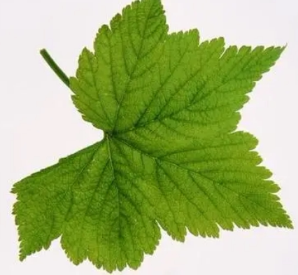 1 Yuan to be super connected to the one