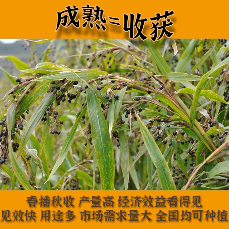 Fashion shoes in a fashion